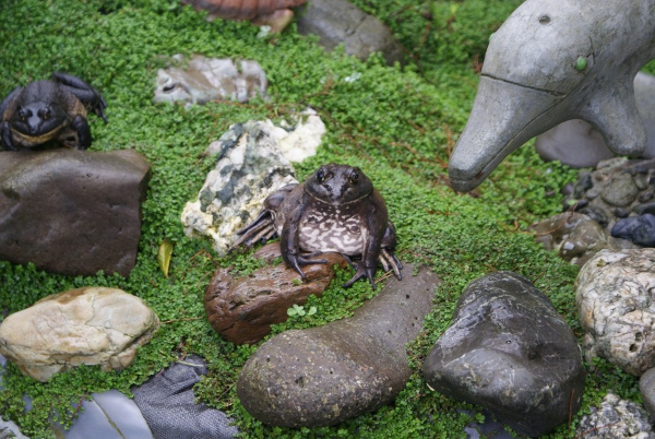 Big Bad Toads - Sanctuary | Mirandas Rescue